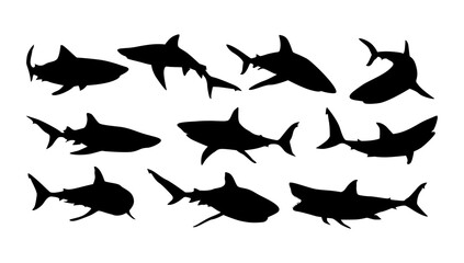 silhouettes of various sharks