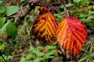 Couleurs d'automne 