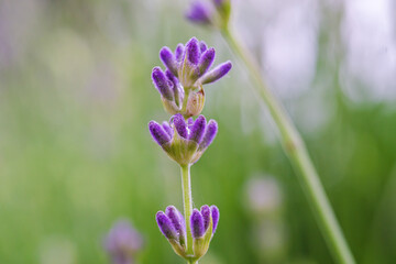 Close-up of a lavender flower