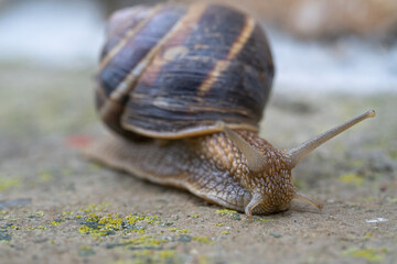 Close-up of a snail , macro photography