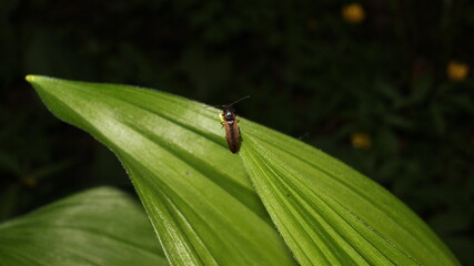 bug on a leaf