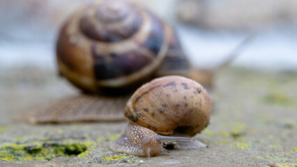 Close-up of a snail , macro photography