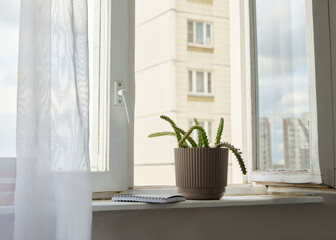 A succulent cactus grows in a pot on the windowsill