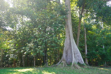 Big trees in the park