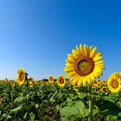 sunflower field with clear blue sky