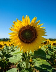 sunflower field with clear blue sky