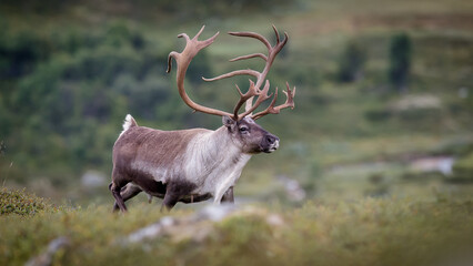 Reindeer (Rangifer tarandus) in Forolhogna in autumn