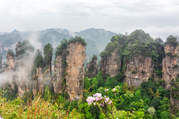 Fototapeta premium Famous tourist attraction of China - Zhangjiajie stone pillars cliff mountains in fog clouds at Wulingyuan, Hunan, China