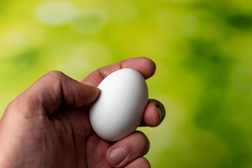 White egg in a hand