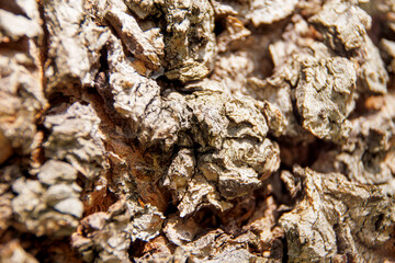 macro shot  tree bark
