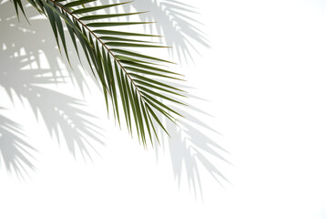 palm tree isolated on white