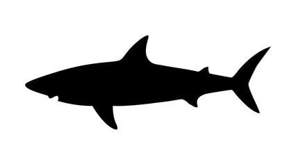 shark vector illustration