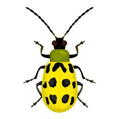 insect beetle yellow with black spots vector