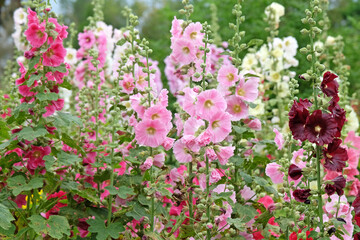 Pink Alcea rosea, or hollyhock, in flower.