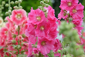 Pink Alcea rosea, or hollyhock, in flower.