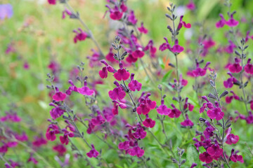 Deep purple Salvia sage ‘Nachtvlinder’ in flower.