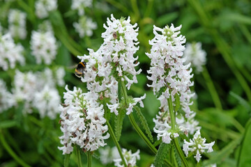 Stachys officinalis, betony, &lsquo;white lightening&rsquo; in flower.