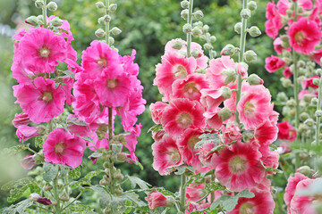 Pink Alcea rosea, or hollyhock, in flower.