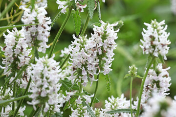 Stachys officinalis, betony, ‘white lightening’ in flower.