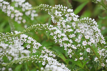White Lysimachia clethroides, gooseneck loosestrife, in flower.