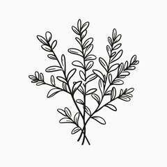 Botanical illustration foliage plant leaves nature drawing branch floral design herb sketch greenery sprig silhouette