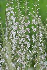 Obraz premium White Lysimachia ephemerum, the willow leaved loosestrife or milky loosestrife in flower.