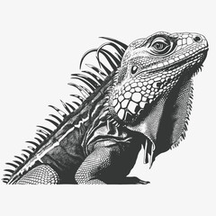 Detailed iguana portrait reptile animal wildlife nature drawing illustration black and white exotic pet art silhouette