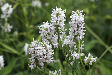 Fototapeta premium Stachys officinalis, betony, ‘white lightening’ in flower.