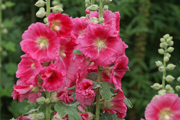 Pink Alcea rosea, or hollyhock, in flower.