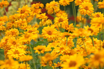 Yellow double Heliopsis helianthoides variety scabra, ‘Sommersonne’ or ‘Summer Sun’, false sunflower in flower.