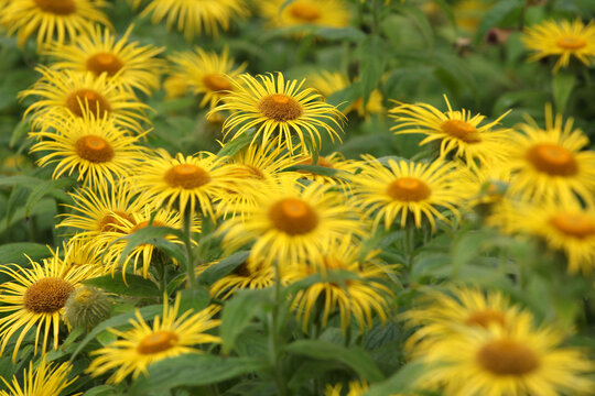 Bright yellow Inula hookeri, Hooker inula or Hooker's fleabane, in flower.