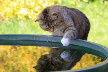Eine kleine Katze spielt mit dem Wasser in einer Regentonne