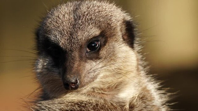 A detailed close-up 4K video of a meerkat. It appears alert and attentive, illuminated by warm, natural lighting. The setting displays the animal's unique features and natural vigilant behaviours.