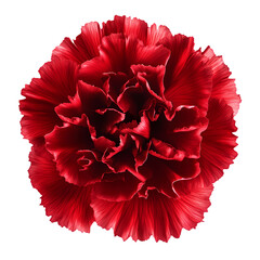 Crimson Carnation Bloom isolated on transparent background