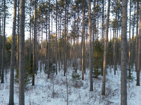 trees in the forest