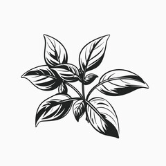 Basil leaves herb plant botanical illustration culinary aromatic ingredient cooking fresh organic healthy food 