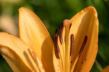 Close-up of orange Daylily flower illuminated by bright sunlight.