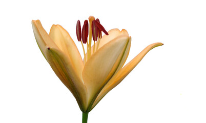 Orange Daylily flower isolated on white background.