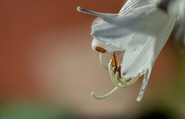 White lily flower on a blurred orange background. Selective focus