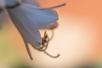 White lily flower on a blurred orange background. Selective focus.