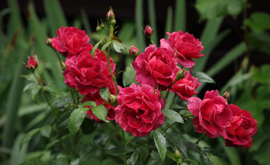 Drops of water on a leaves and rose flower on a natural background. Selective focus.