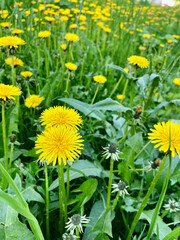 Obraz premium yellow dandelions on green grass 