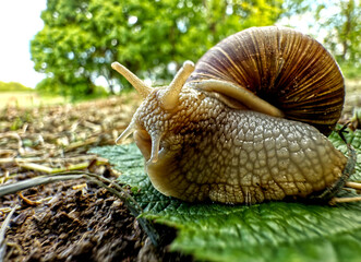 A snail on a leaf.
