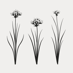 Obraz premium Black flowers floral botanical illustration monochrome drawing minimalist elegant plant design botanical art print