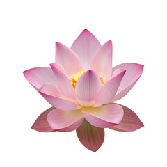 Pink Lotus Flower