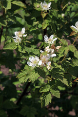 Closeup of Boysenberry flowers, Derbyshire England
