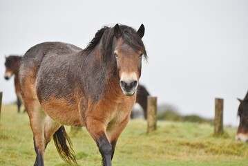 Obraz premium An Exmoor pony at the front of a herd of ponies roaming wild on moorland.