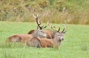 Red Stags lay down together at rest.