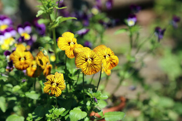 Sunlit purple and yellow Pansy blooms, Derbyshire England
