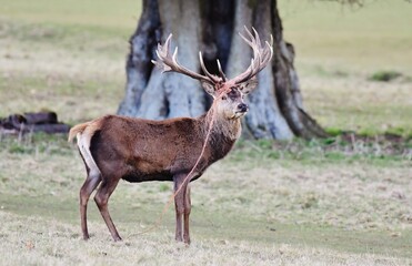 A Red Deer Stag in the wild with baler wine wrapped round its antlers.
